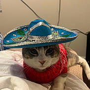 Agi joined the competition — help win amazing prizes! cat, sombrero, hat, red_sweater, pet, indoor, white_blanket, feline, cute, costume, relaxed, animal, portrait, domestic_cat, cozy, resting, eyes, whiskers, face, fur
