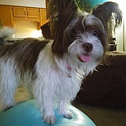 Bella joined the competition — help win amazing prizes! dog, fluffy, long_ears, tongue_out, exercise_ball, indoor, living_room, couch, carpet, wooden_cabinets, pet, cute, playful, furniture, domestic_animal, canine, household, animal, companion, fun