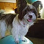 dog, fluffy, long_ears, tongue_out, exercise_ball, indoor, living_room, couch, carpet, wooden_cabinets, pet, cute, playful, furniture, domestic_animal, canine, household, animal, companion, fun