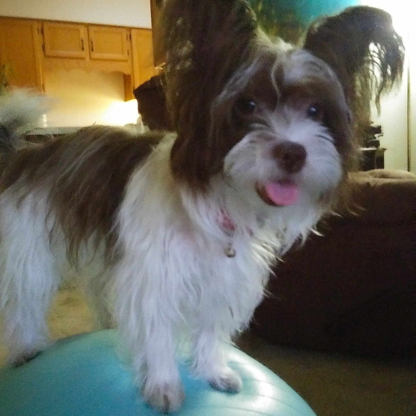 Bella joined the competition — help win amazing prizes! animal, canine, carpet, companion, couch, cute, dog, domestic_animal, exercise_ball, fluffy, fun, furniture, household, indoor, living_room, long_ears, pet, playful, tongue_out, wooden_cabinets