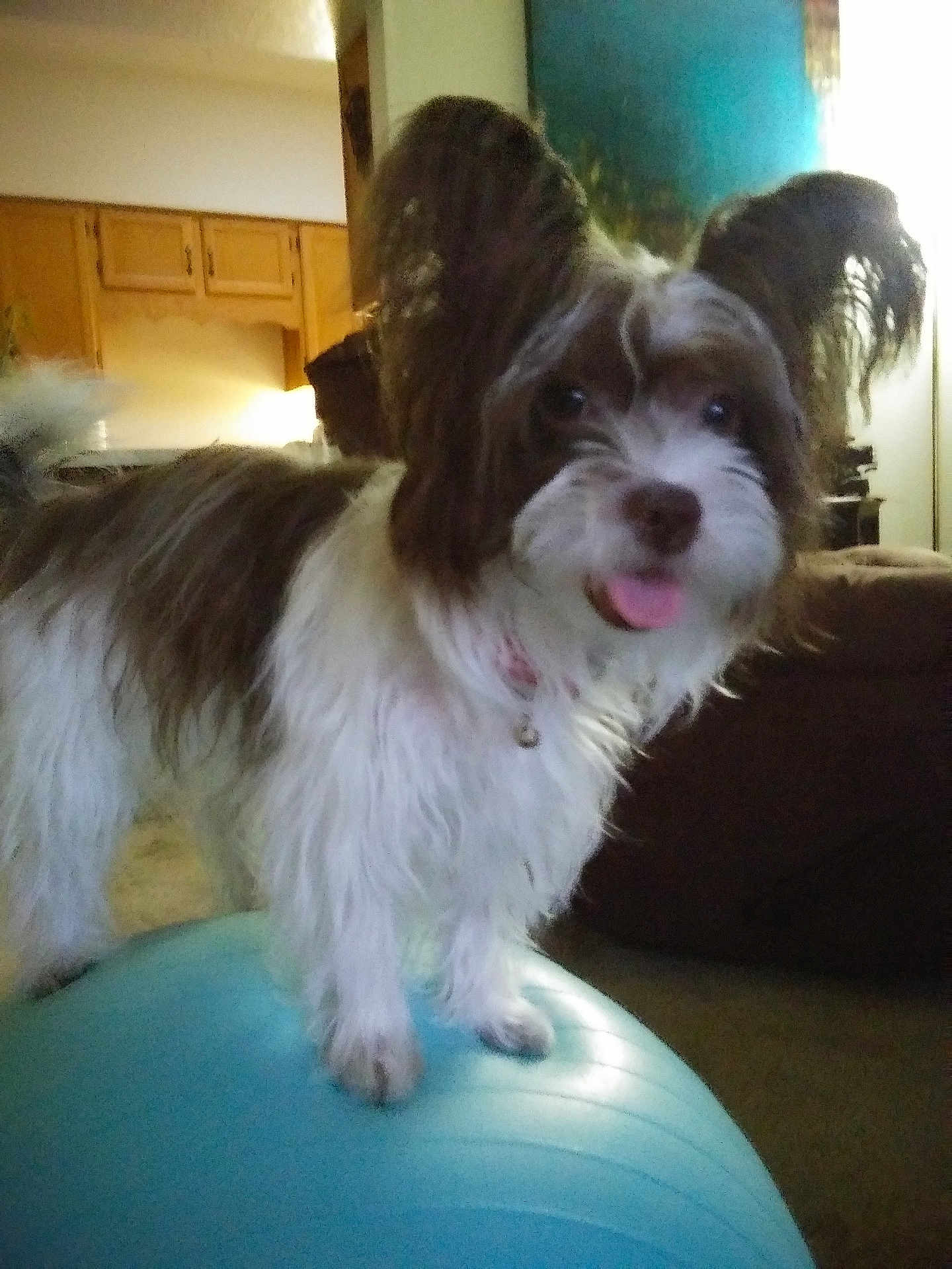 Bella joined the competition — help win amazing prizes! dog, fluffy, long_ears, tongue_out, exercise_ball, indoor, living_room, couch, carpet, wooden_cabinets, pet, cute, playful, furniture, domestic_animal, canine, household, animal, companion, fun