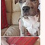 animal_portrait, beige, canine, close_up, companion_animal, couch, curious, dog, domestic_animal, ears, fur, furniture, home, indoor, pet, puppy, red_pillow, sitting, snout, young_dog