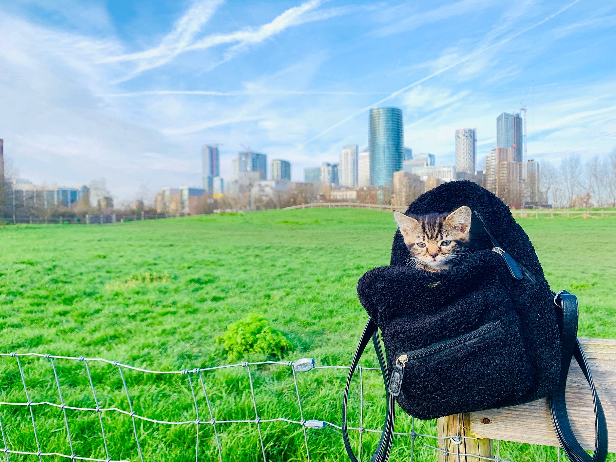 Jolie joined the competition — help win amazing prizes! city, grass, grassland, green, lawn, meadow, plant, sitting, sky, tree, urban_area