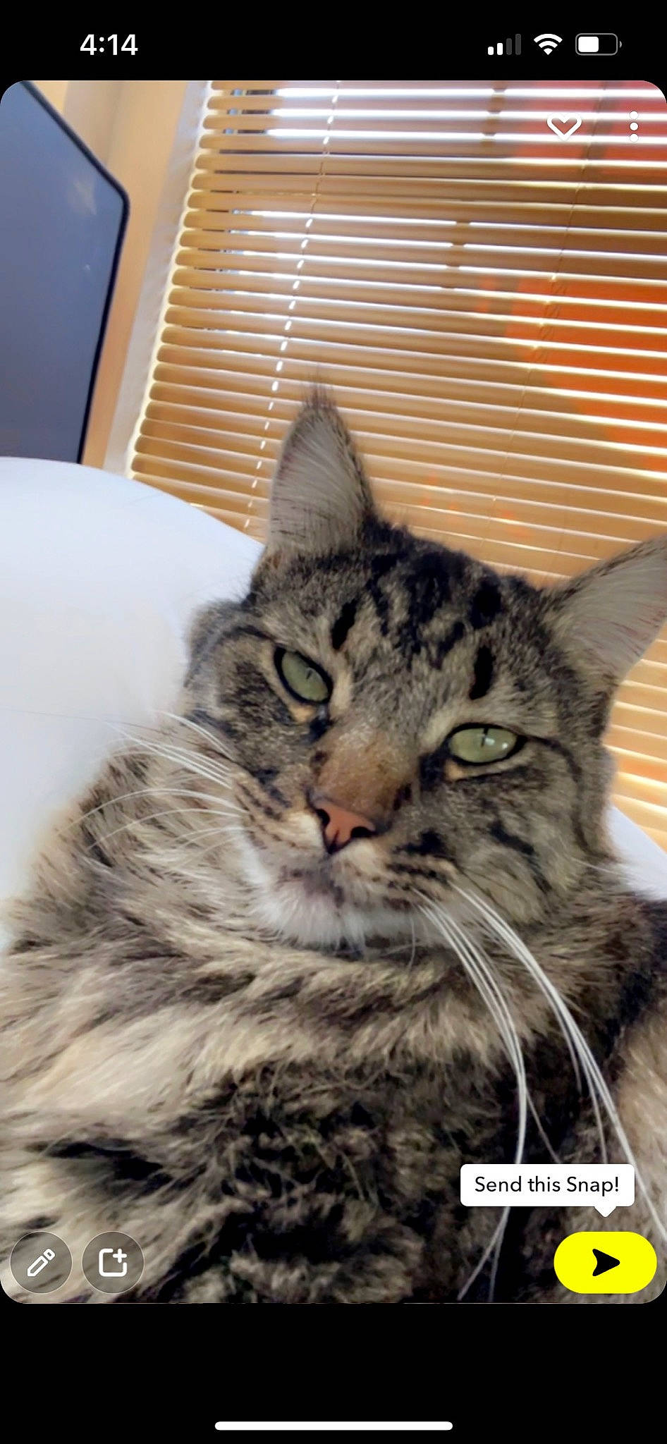 Bagheera joined the competition — help win amazing prizes! carnivore, cat, claw, domestic_short_haired_cat, felidae, fur, iris, plant, small_to_medium_sized_cats, snout, terrestrial_animal, tree, whiskers, window, window_blind, window_covering