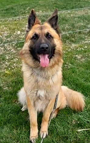 Phoenix a rejoint le concours — aidez-le/la à gagner de superbes lots ! carnivore, companion_dog, dog, dog_breed, event, german_shepherd_dog, grass, king_shepherd, snout, sporting_group, terrestrial_animal, working_dog