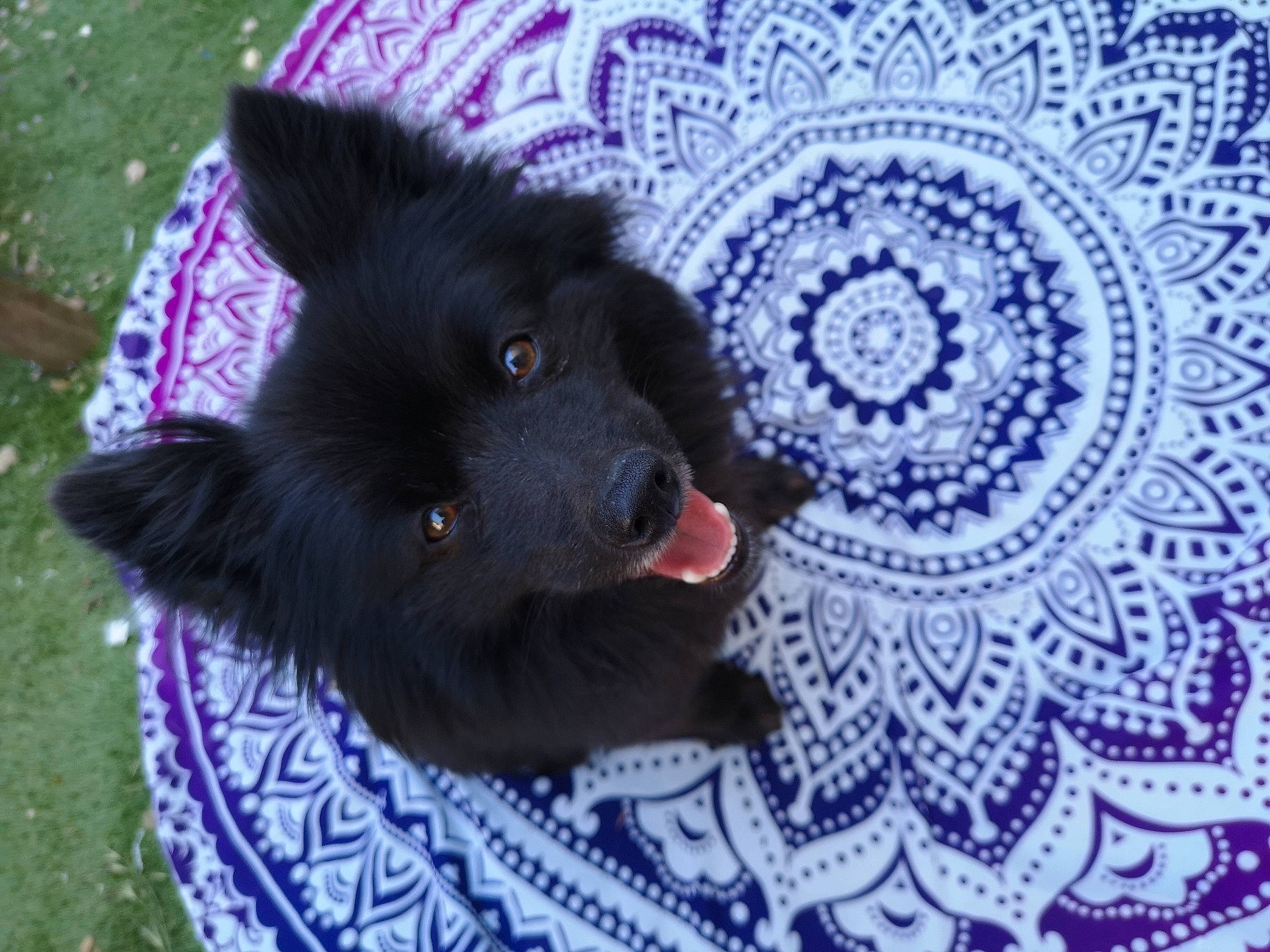 Iron a rejoint le concours — aidez-le/la à gagner de superbes lots ! black_norwegian_elkhound, canidae, carnivore, dog, dog_breed, groenendael, mammal, non_sporting_group, schipperke, snout, sporting_group, swedish_lapphund, vertebrate