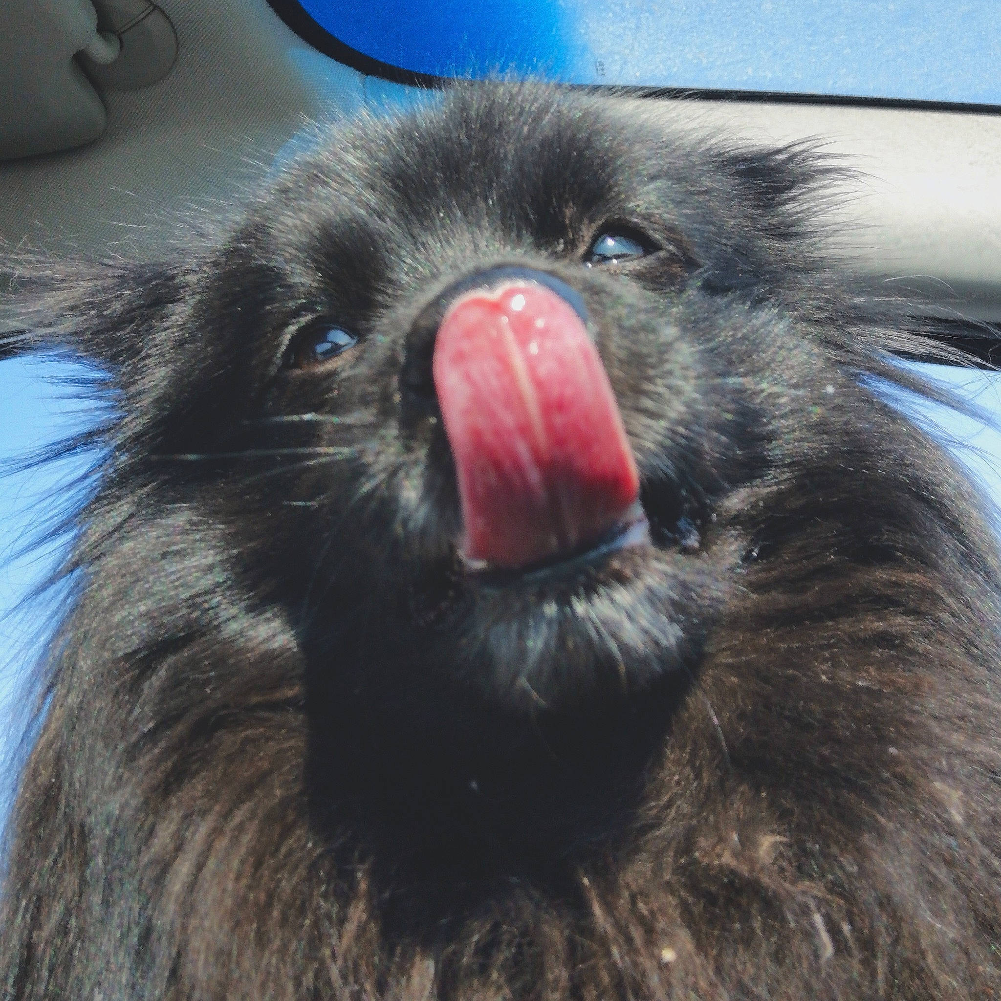 Iron a rejoint le concours — aidez-le/la à gagner de superbes lots ! close_up, fur, nose, snout, vertebrate