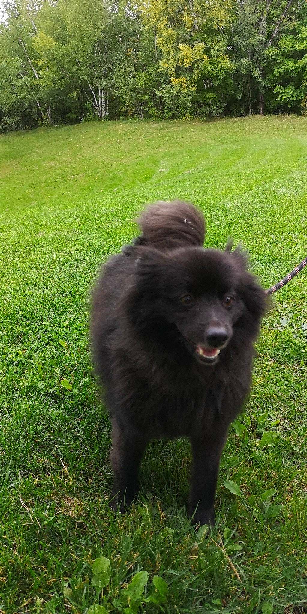 Iron participe au concours pour gagner de l'argent avec cette photo : canidae, carnivore, companion_dog, dog, dog_breed, eurasier, finnish_lapphund, german_spitz, german_spitz_klein, german_spitz_mittel, grass, herding_dog, keeshond, mammal, non_sporting_group, schipperke, spitz, sporting_group, swedish_lapphund, vertebrate