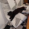 Altesse a rejoint le concours — aidez-le/la à gagner de superbes lots ! cat, black_cat, chair, patterned_chair, striped_pattern, geometric_pattern, checkered_floor, floor_tiles, furniture, indoor, pet, relaxed, lying_down, domestic_animal, cozy, home, living_space, resting, fluffy, animal