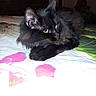 animal, bed, black_cat, cat, closeup, cute, domestic_animal, feline, fluffy_fur, indoor, lying_down, paw, pet, quilt, relaxed, resting, sleepy, soft_fur, whiskers, yellow_eyes