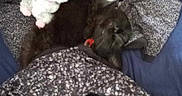 Altesse a rejoint le concours — aidez-le/la à gagner de superbes lots ! black_cat, cat, stuffed_bear, toy, blanket, bed, sleeping, cozy, resting, indoor, soft_toy, fur, animal, pet, comfort, fabric, cute, relaxation, home, nap