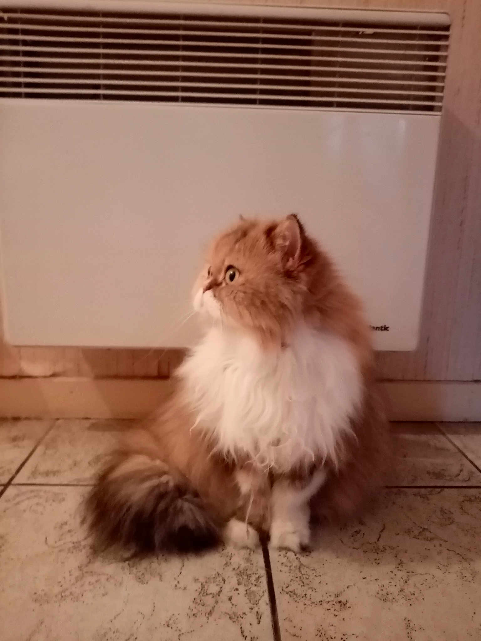 Jasmine