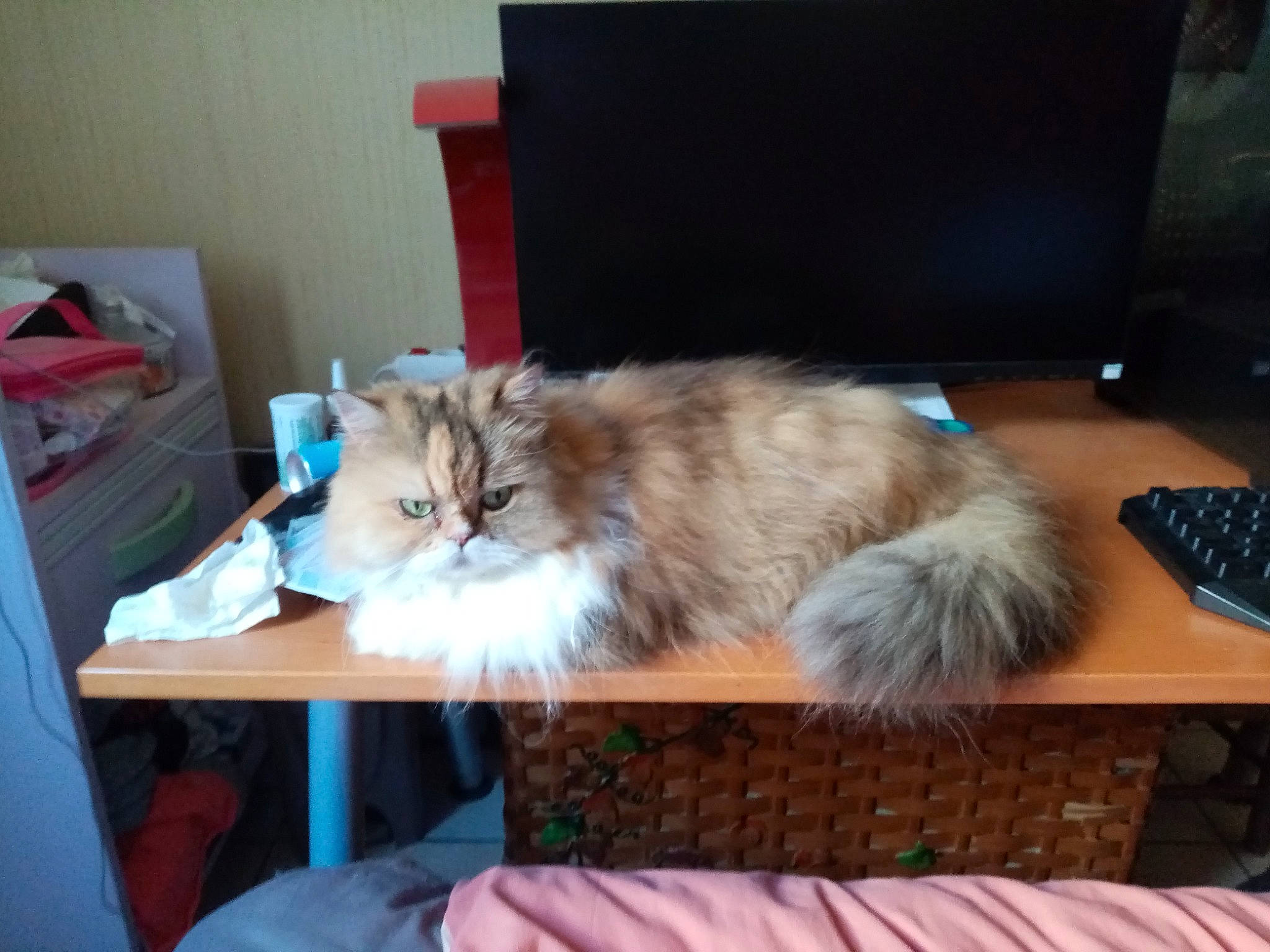 Jasmine a rejoint le concours — aidez-le/la à gagner de superbes lots ! box, carnivore, cat, comfort, computer_keyboard, fawn, felidae, fur, furniture, hardwood, peripheral, persian, plant, room, shipping_box, small_to_medium_sized_cats, table, tail, whiskers, wood