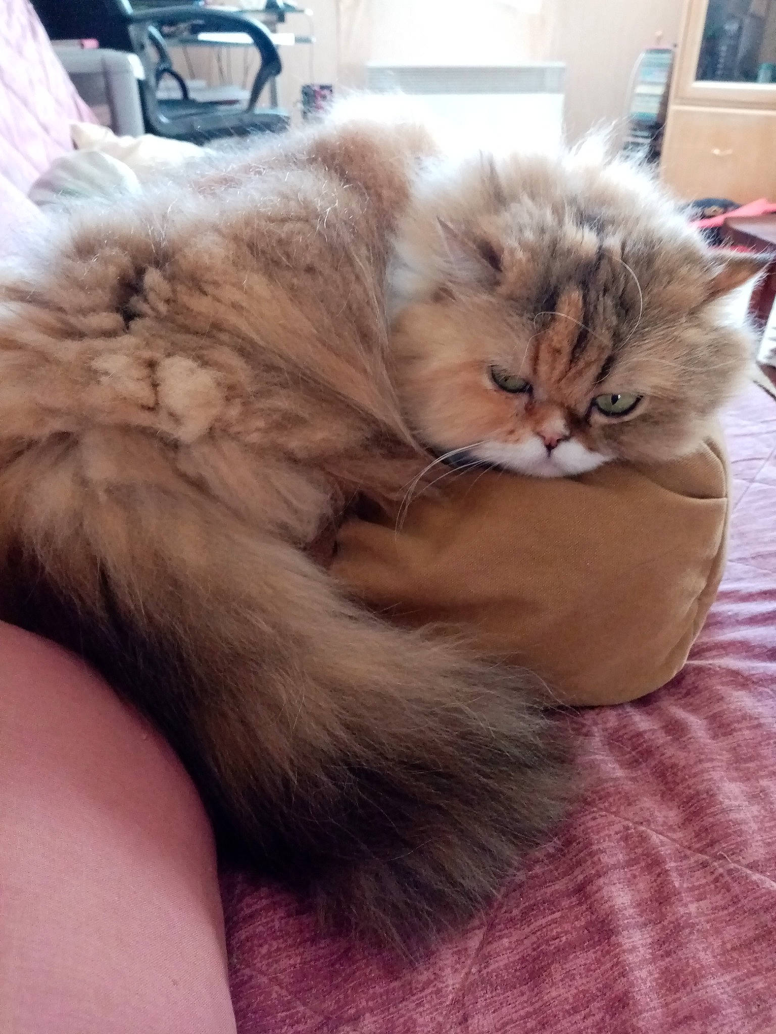 Jasmine participe au concours pour gagner de l'argent avec cette photo : british_longhair, carnivore, cat, claw, comfort, companion_dog, ear, fawn, felidae, foot, fur, nap, paw, picture_frame, small_to_medium_sized_cats, tail, whiskers