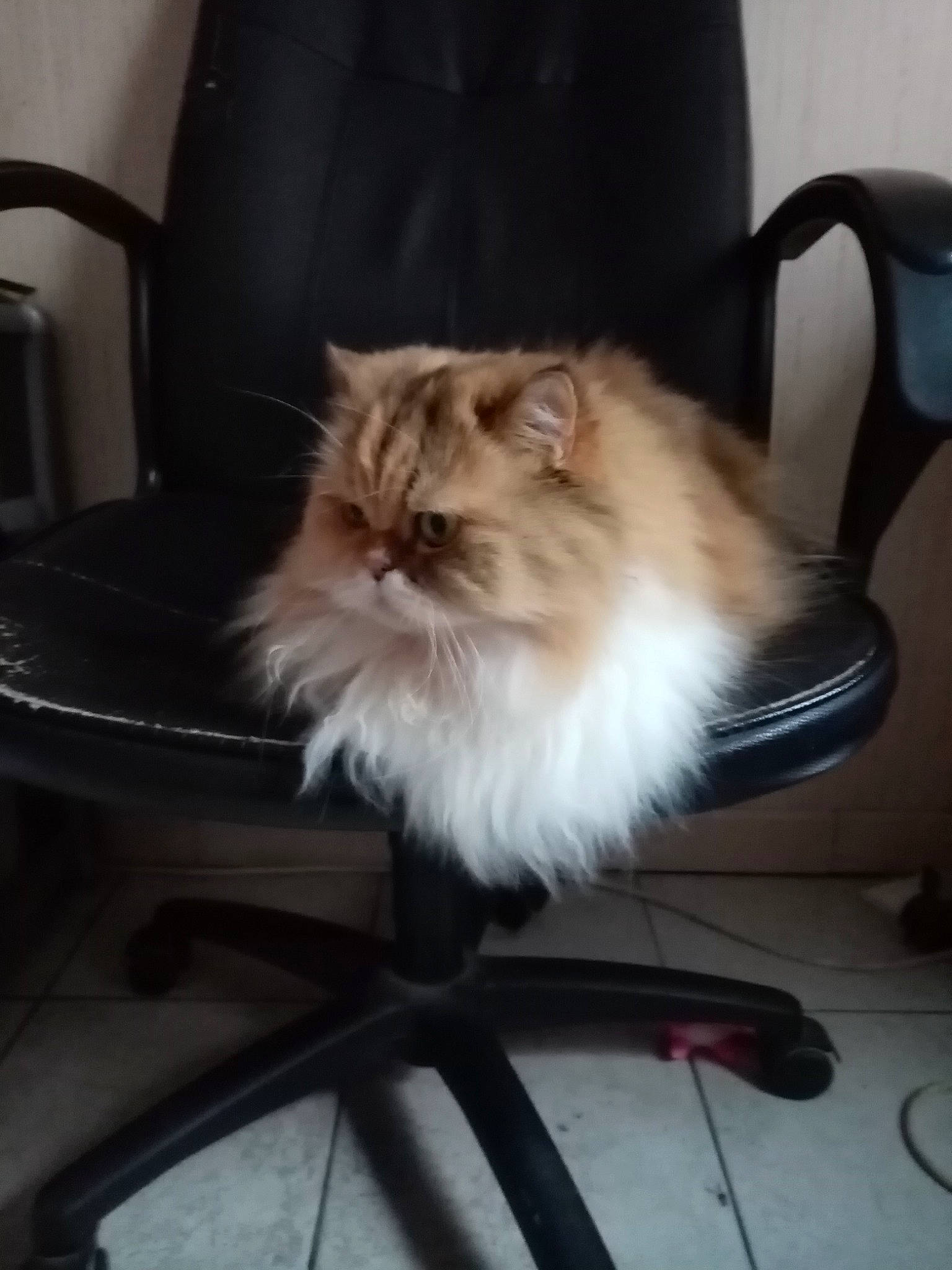 Jasmine participe au concours pour gagner de l'argent avec cette photo : british_longhair, carnivore, cat, chair, comfort, companion_dog, fawn, felidae, flooring, fur, hardwood, persian, sitting, small_to_medium_sized_cats, tail, whiskers, wood