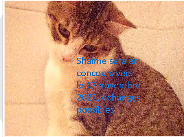 Shaime participe au concours pour gagner de l'argent avec cette photo : art, carnivore, cat, domestic_short_haired_cat, fawn, felidae, font, fur, gesture, internet_meme, pattern, paw, pet_supply, photo_caption, rectangle, small_to_medium_sized_cats, snout, tail, visual_arts, whiskers