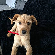 Kiko participe au concours pour gagner de l'argent avec cette photo : airedale_terrier, canidae, carnivore, companion_dog, dog, dog_breed, fox_terrier, lakeland_terrier, mammal, puppy, rare_breed_dog, schnoodle, sporting_group, sporting_lucas_terrier, terrier, vertebrate, welsh_terrier, wire_hair_fox_terrier