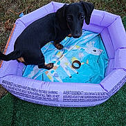 Bouba participe au concours pour gagner de l'argent avec cette photo : dog, puppy, dachshund, inflatable_pool, purple, giraffe_design, grass, artificial_grass, leaves, outdoor, pet, animal, cute, small_dog, black_dog, tan_paws, looking_up, playful, warning_text, pool