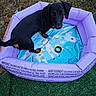 dog, puppy, dachshund, inflatable_pool, purple, giraffe_design, grass, artificial_grass, leaves, outdoor, pet, animal, cute, small_dog, black_dog, tan_paws, looking_up, playful, warning_text, pool