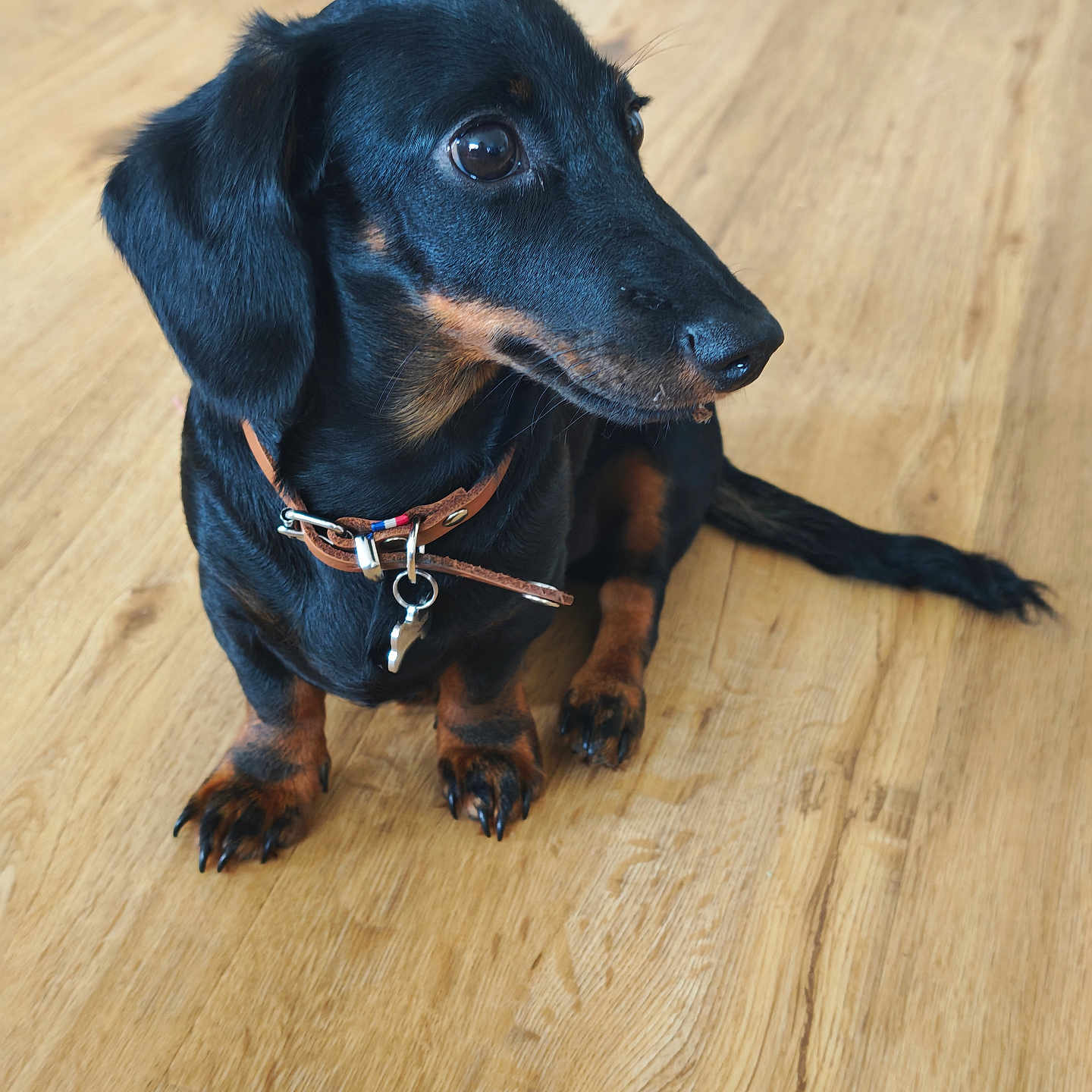 Bouba participe au concours pour gagner de l'argent avec cette photo : dog, dachshund, pet, indoor, wooden_floor, brown_collar, tag, black_coat, tan_markings, sitting, flooring, canine, animal, domestic, side_view, cute, small_dog, fur, ears, paw