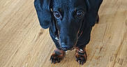 Bouba participe au concours pour gagner de l'argent avec cette photo : adorable, animal, black, canine, companion, cute, dachshund, dog, domestic_animal, floor, floppy_ears, fur, indoor, looking_up, pet, puppy, small_dog, tan, wooden_floor, young_dog