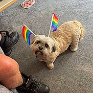 Izzy is registered to the contest to win money with this photo: boots, bowl, carpet, casual, cozy, cute, dog, furniture, gray_carpet, home, indoor, legs, looking_up, person, pet_accessories, pet_food, plush, rainbow_flags, small_dog, toy