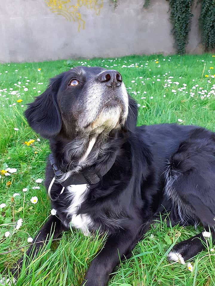 Roxane a rejoint le concours — aidez-le/la à gagner de superbes lots ! blue_picardy_spaniel, borador, canidae, carnivore, companion_dog, dog, dog_breed, flat_coated_retriever, german_spaniel, grass, hunting_dog, large_munsterlander, mammal, plant, rare_breed_dog, snout, spaniel, sporting_group, stabyhoun, vertebrate