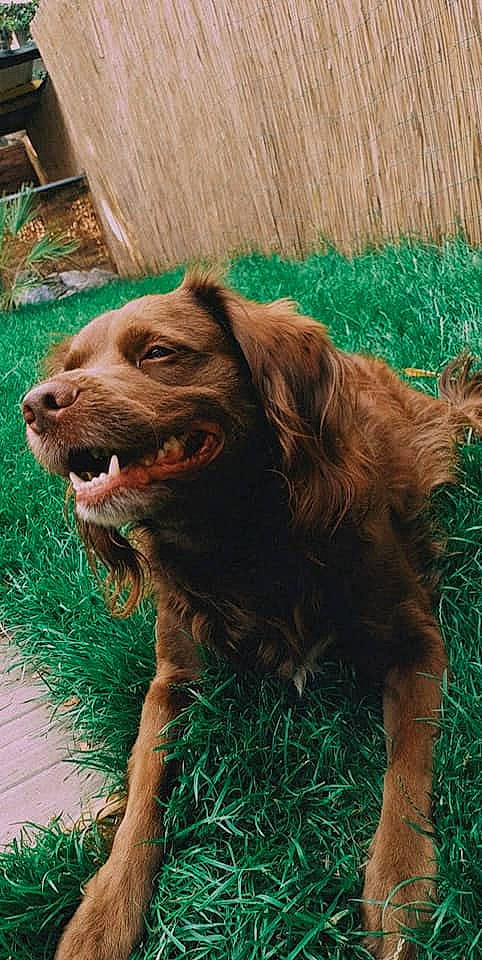 Rex a rejoint le concours — aidez-le/la à gagner de superbes lots ! boykin_spaniel, canidae, carnivore, companion_dog, dog, dog_breed, golden_retriever, liver, mammal, nova_scotia_duck_tolling_retriever, spaniel, sporting_group