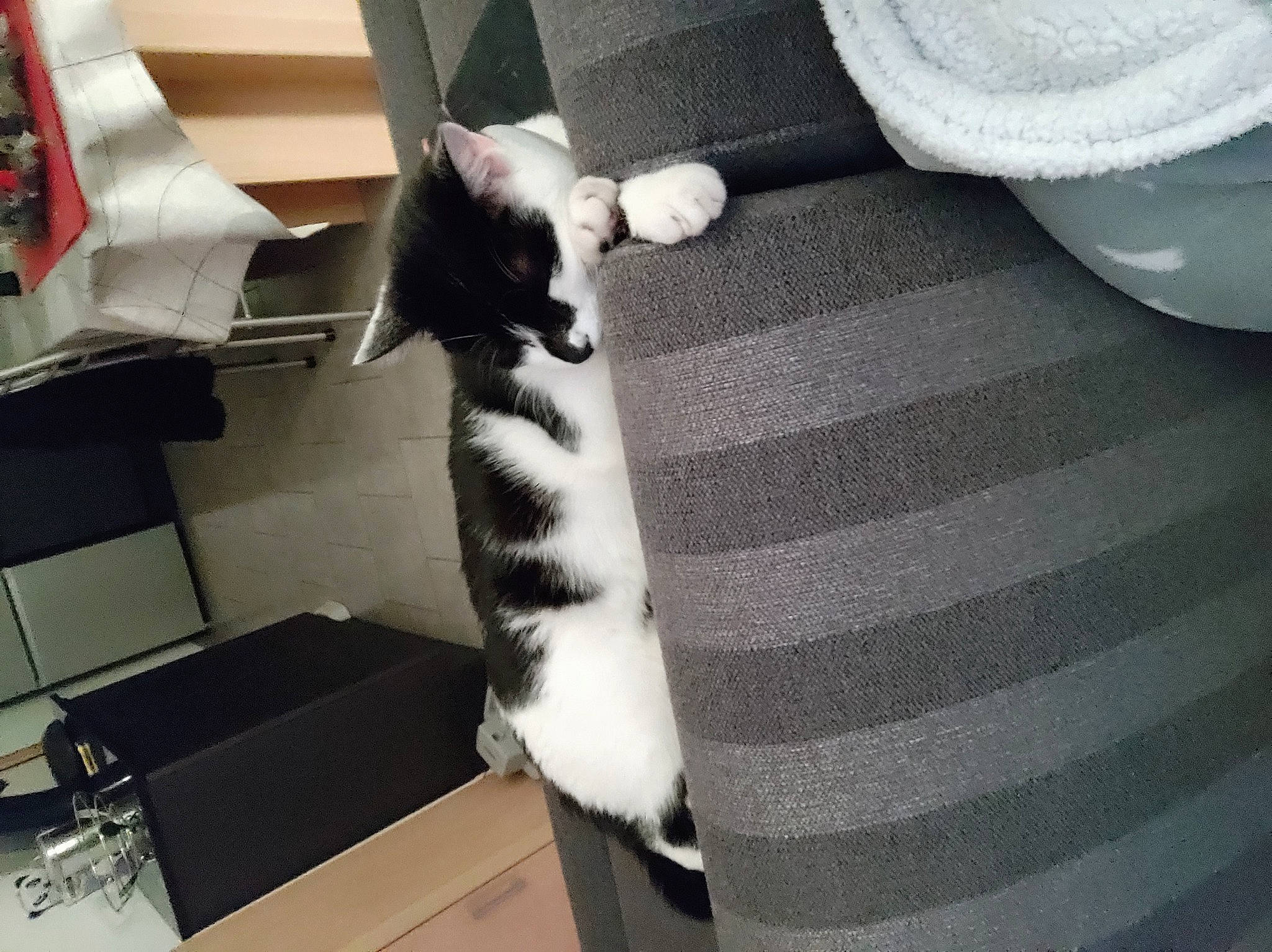 Kuma a rejoint le concours — aidez-le/la à gagner de superbes lots ! canidae, carnivore, cat, cat_bed, cat_supply, chair, comfort, companion_dog, domestic_short_haired_cat, felidae, fur, monochrome_photography, paw, room, small_to_medium_sized_cats, stuffed_toy, tail, toy, whiskers