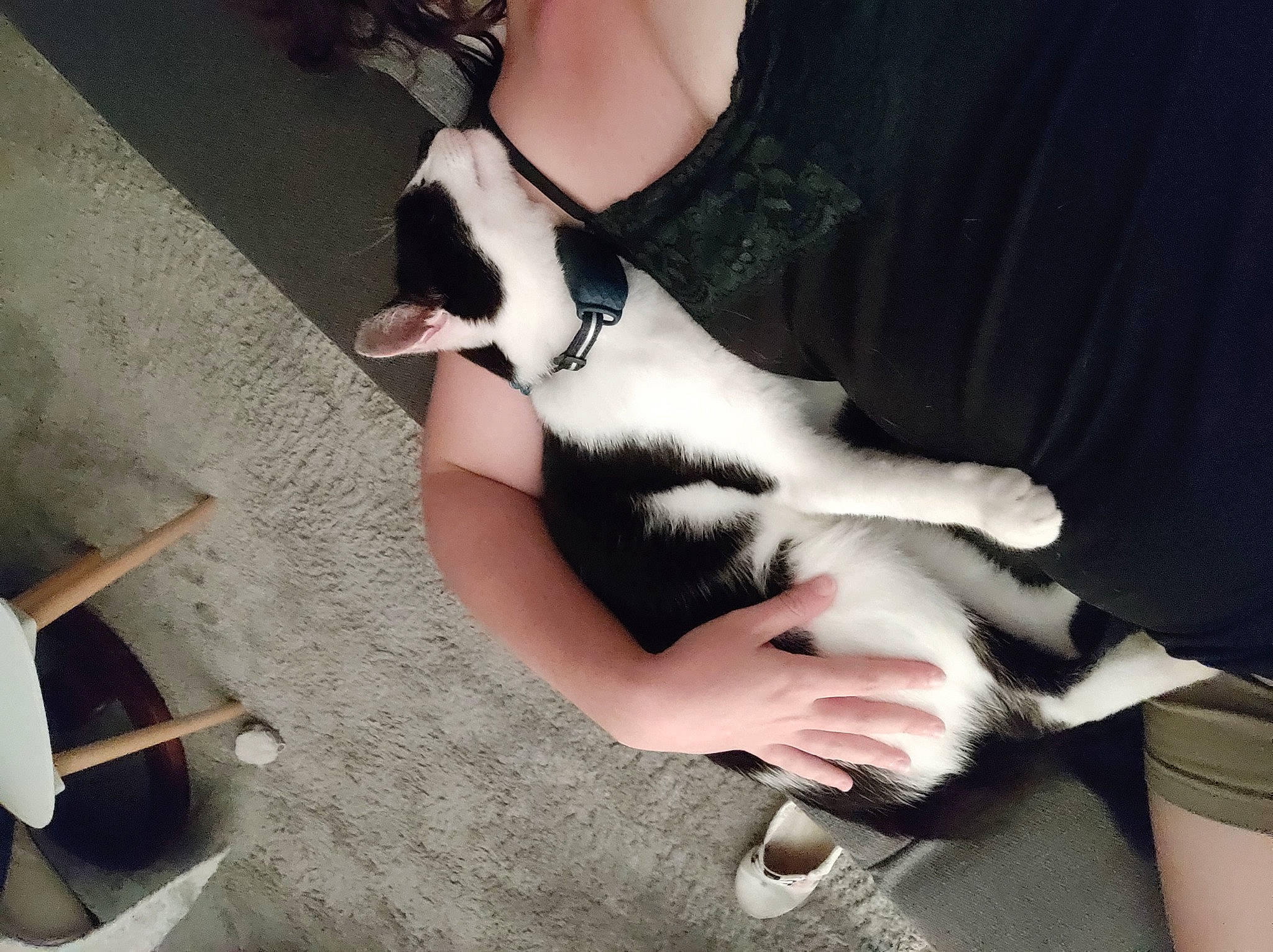 Kuma a rejoint le concours — aidez-le/la à gagner de superbes lots ! black_hair, cat, comfort, companion_dog, dress, elbow, eyewear, felidae, finger, flooring, foot, formal_wear, gesture, human_leg, knee, lap, nail, small_to_medium_sized_cats, thigh, wrist