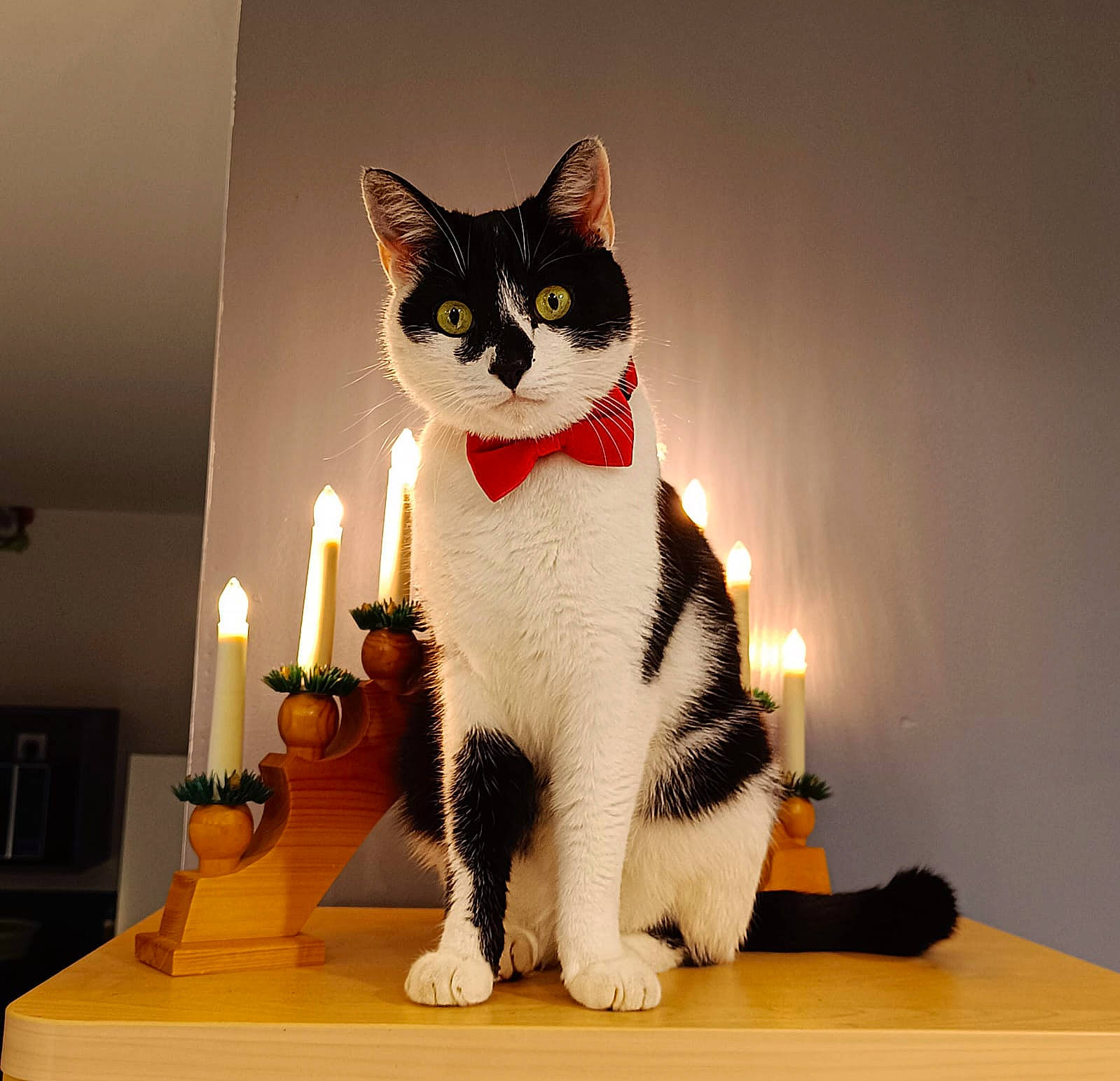 Kuma a rejoint le concours — aidez-le/la à gagner de superbes lots ! art, black_cat, candle, carnivore, cat, domestic_short_haired_cat, felidae, fur, lamp, light_fixture, lighting_accessory, paw, plate, room, sitting, small_to_medium_sized_cats, tail, toy, whiskers, wood