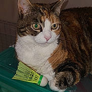 Lady participe au concours pour gagner de l'argent avec cette photo : cat, tabby_cat, white_fur, green_container, indoor, pet, shuttlecock, badminton, paw, feline, animal, resting, curious, whiskers, ears, fur, domestic_cat, side_view, close_up, quiet