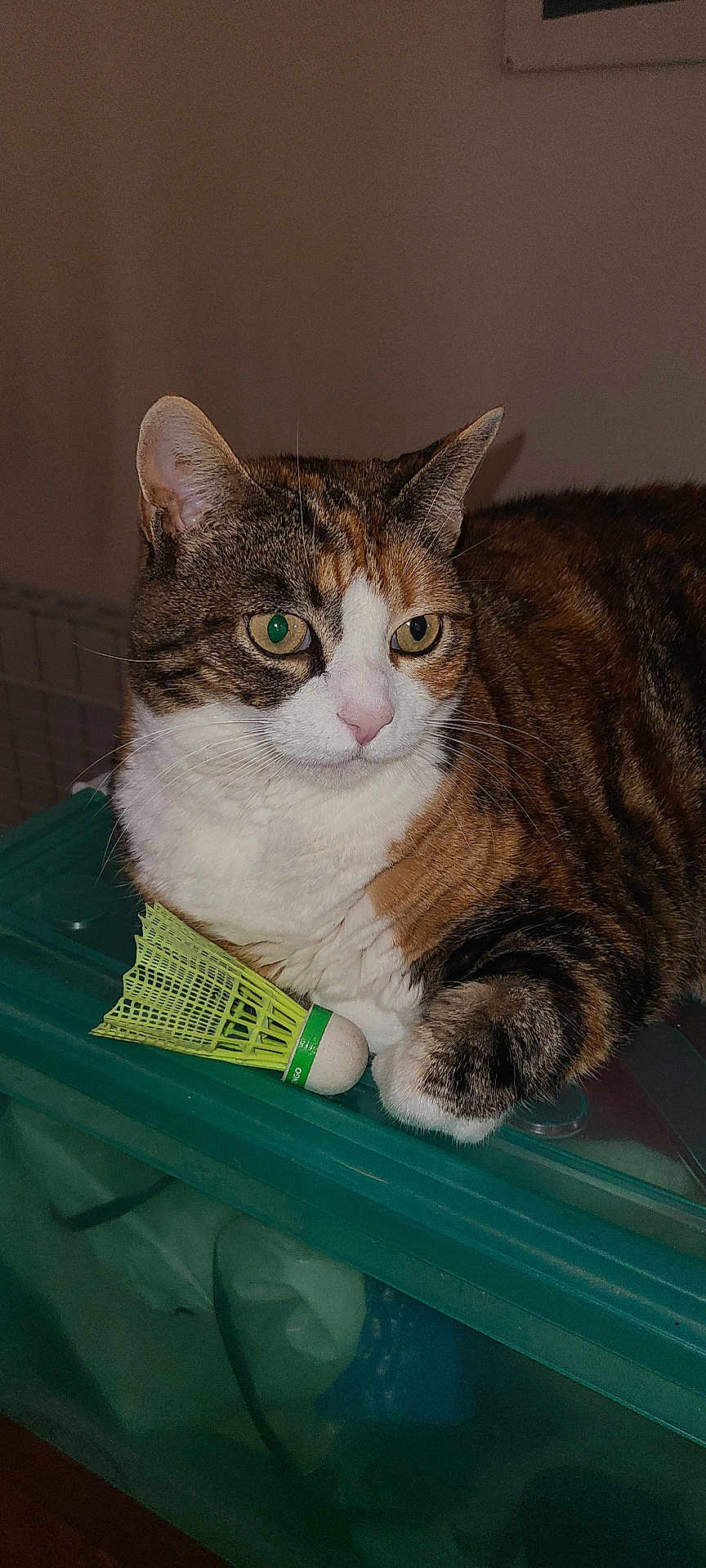 Lady participe au concours pour gagner de l'argent avec cette photo : cat, tabby_cat, white_fur, green_container, indoor, pet, shuttlecock, badminton, paw, feline, animal, resting, curious, whiskers, ears, fur, domestic_cat, side_view, close_up, quiet