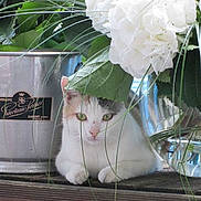 Princess participe au concours pour gagner de l'argent avec cette photo :