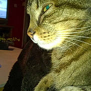 Catoun a rejoint le concours — aidez-le/la à gagner de superbes lots !