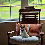 Niko joined the competition — help win amazing prizes! kitten, cat, chair, pillow, cushion, wooden_furniture, indoor, window, natural_light, pet, collar, striped_pattern, cozy, domestic_animal, curious, feline, sitting, home_interior, greenery, blurred_background