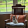 kitten, cat, chair, pillow, cushion, wooden_furniture, indoor, window, natural_light, pet, collar, striped_pattern, cozy, domestic_animal, curious, feline, sitting, home_interior, greenery, blurred_background