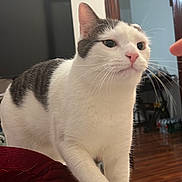 Snow is registered to the contest to win money with this photo: cat, white_cat, gray_cat, pet, animal, indoor, bed, furniture, wooden_floor, whiskers, close_up, curious, pink_nose, domestic_cat, mammal, looking, four_legs, house, living_room, soft_fur