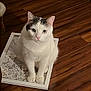 cat, white_cat, gray_markings, pet, animal, floor, wooden_floor, framed_picture, sitting, curious_eyes, indoor, domestic_cat, fur, whiskers, ears, paws, looking_up, close_up, household, cute