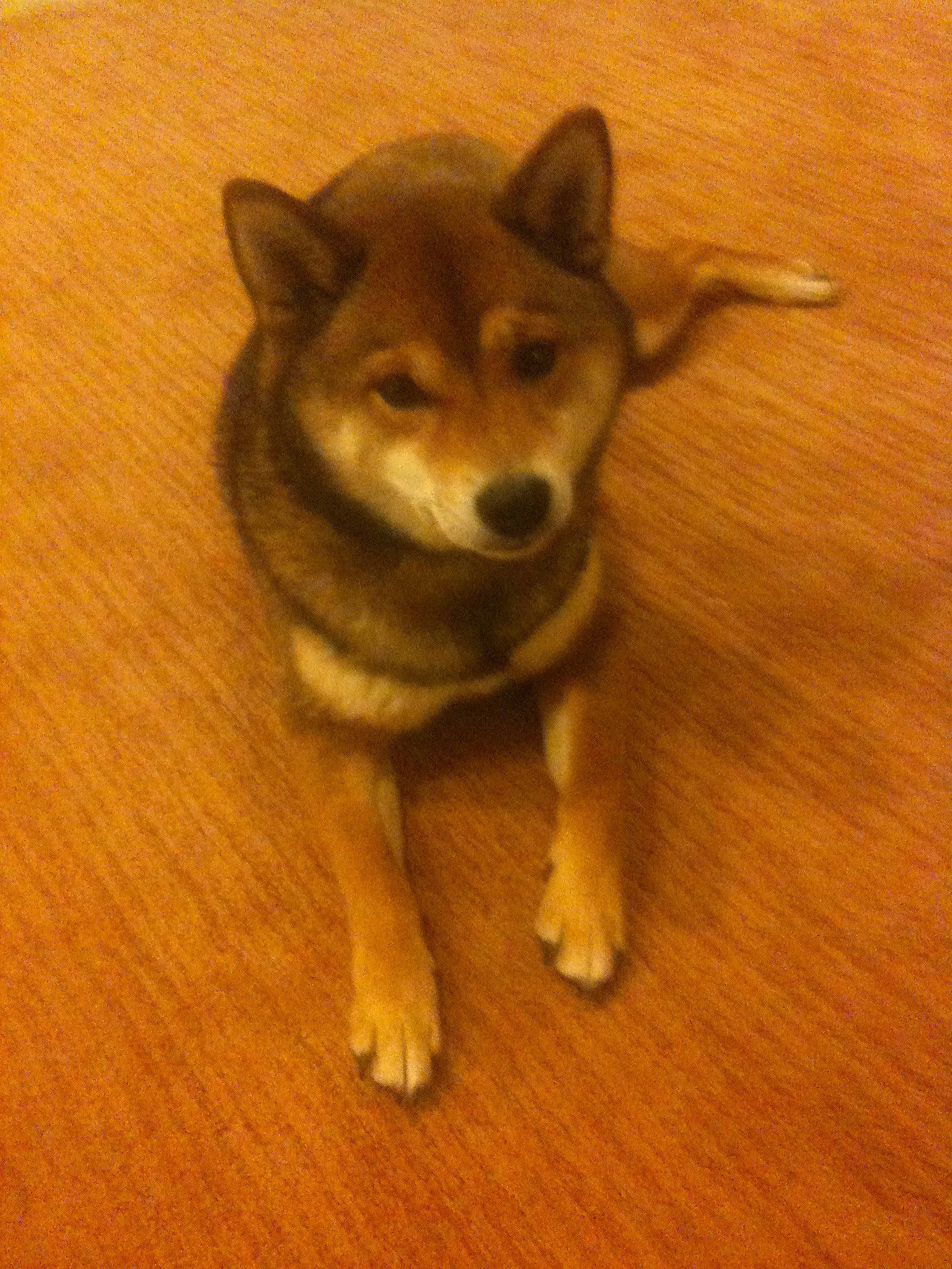 Hachi joined the competition — help win amazing prizes! akita, akita_inu, ancient_dog_breeds, canidae, carnivore, dog, dog_breed, east_siberian_laika, lapponian_herder, mammal, non_sporting_group, rare_breed_dog, sakhalin_husky, shiba_inu, shikoku, snout, tail, tamaskan_dog, vertebrate, wolfdog