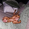 Luke is registered to the contest to win money with this photo: dog, brown_dog, couch, pillow, blanket, indoor, pet, lying_down, funny_face, cozy, relaxed, furniture, home, canine, resting, fur, animal, cute, companion, sleepy