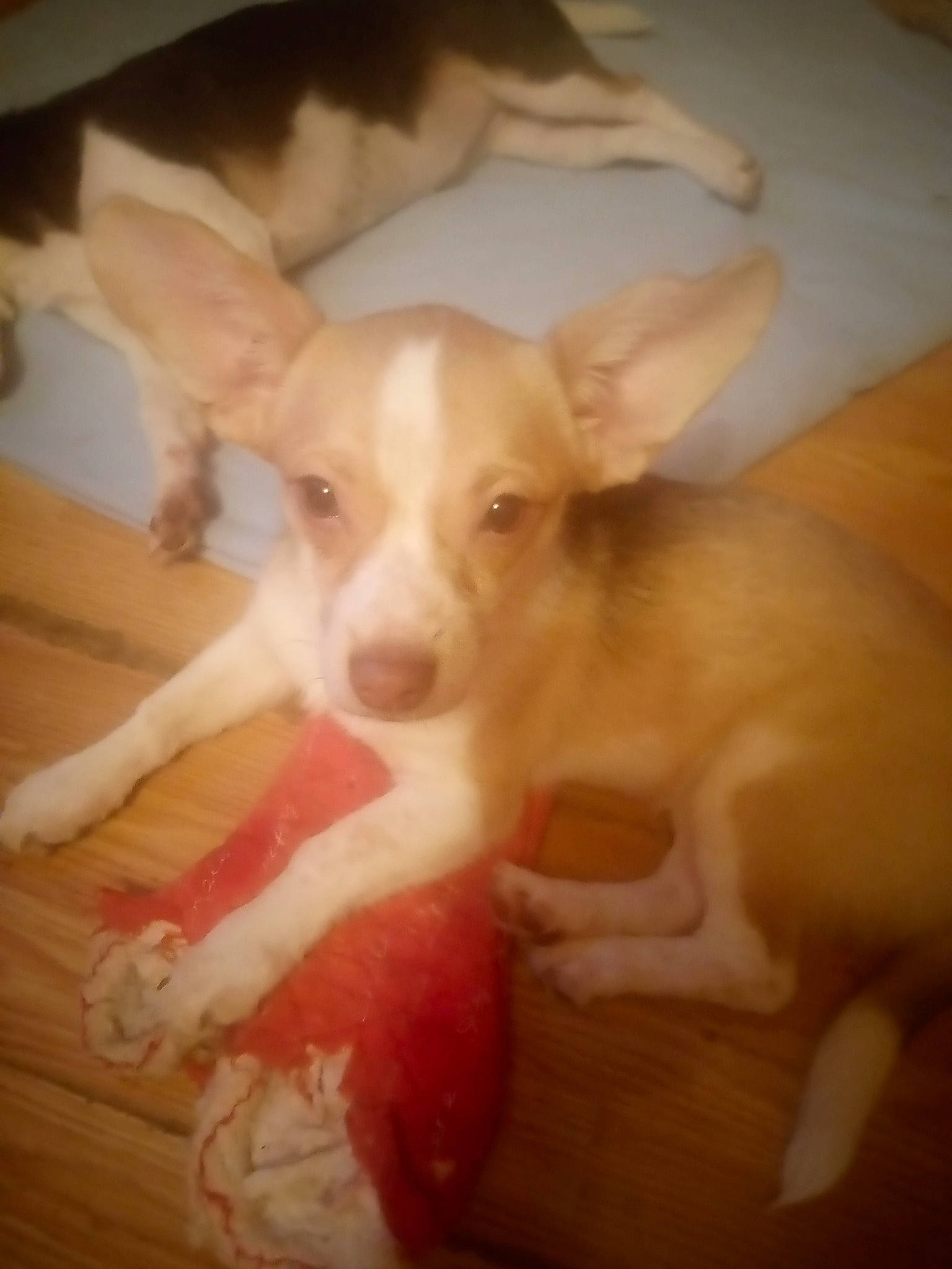 Kandy Kane is registered to the contest to win money with this photo: canidae, carnivore, comfort, companion_dog, corgi_chihuahua, dog, dog_breed, ear, fawn, flooring, fur, hardwood, non_sporting_group, paw, snout, sporting_group, tail, toy_dog, wood, working_animal