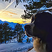 Fuego participe au concours pour gagner de l'argent avec cette photo : dog, sunset, mountains, snow, trees, pine_trees, nature, landscape, outdoor, animal, canine, winter, sky, scenery, silhouette, profile, majestic, peaceful, colorful_sky, snowy_ground