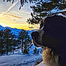 dog, sunset, mountains, snow, trees, pine_trees, nature, landscape, outdoor, animal, canine, winter, sky, scenery, silhouette, profile, majestic, peaceful, colorful_sky, snowy_ground