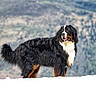 Fuego a rejoint le concours — aidez-le/la à gagner de superbes lots ! dog, bernese_mountain_dog, snow, outdoor, animal, pet, fur, canine, mountain, nature, winter, standing, mammal, landscape, black_fur, white_fur, brown_fur, fluffy, profile, alert