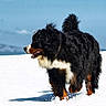 Fuego a rejoint le concours — aidez-le/la à gagner de superbes lots ! dog, bernese_mountain_dog, snow, outdoor, animal, fur, cold, winter, mountains, sky, pet, canine, walking, playful, nature, mammal, fluffy, landscape, daytime, happy