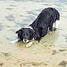 animal, beach, black_and_white, border_collie, coastal, dog, fur, lying_down, nature, outdoors, paws, pet, playful, reflection, shallow_water, shoreline, swimming, water, wet, wet_fur