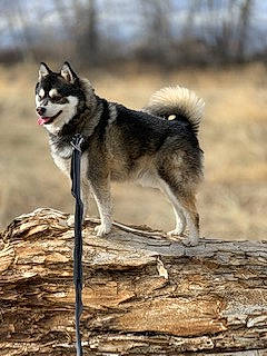 Kobi joined the competition — help win amazing prizes! ancient_dog_breeds, balance, canidae, canis, carnivore, dog, dog_breed, siberian_husky, sled_dog, snout, sporting_group, sulimov_dog, tail, terrestrial_animal, wildlife, wood, working_animal, working_dog