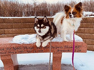Kobi is registered to the contest to win money with this photo: ancient_dog_breeds, canidae, carnivore, companion_dog, dog, dog_breed, dog_supply, fur, herding_dog, photo_caption, rectangle, sky, sled_dog, snout, snow, sporting_group, tree, winter, working_animal, working_dog