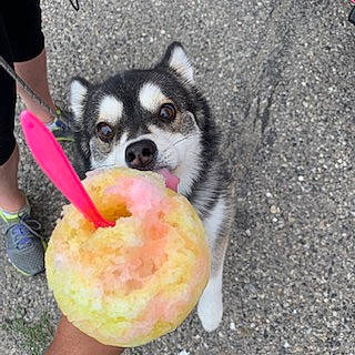 Kobi is registered to the contest to win money with this photo: bowl, canidae, carnivore, companion_dog, dog, dog_breed, food, foot, fur, grass, human_leg, ingredient, natural_foods, produce, recipe, shorts, soil, sporting_group, toy_dog, watermelon